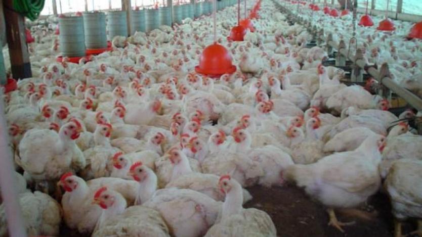 Проблем с плодовитостта на петлите заплашва производството на пилешко
