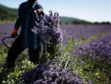 България изпревари Франция по добив на лавандула