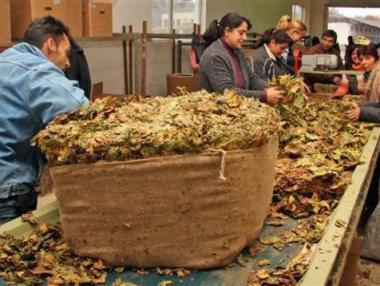 80 производители на тютюн заведоха дело срещу държавата