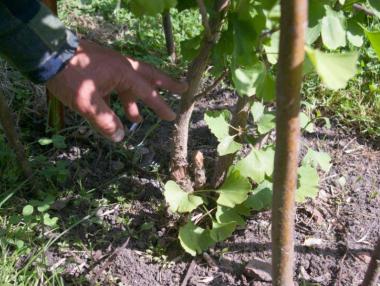 Гинко билоба – пазителят на надеждата