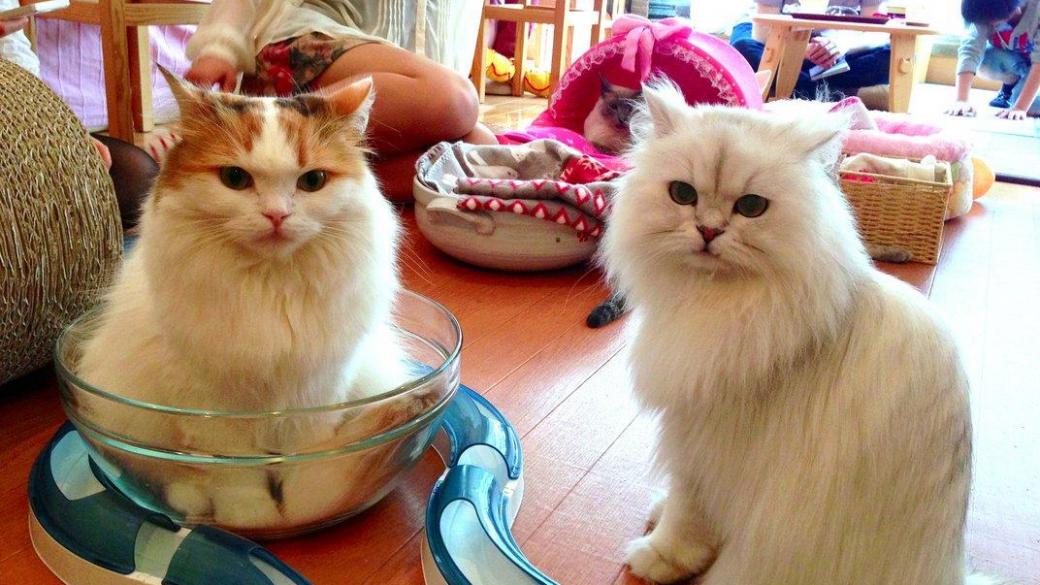 В Чехия откриха кафене за котки