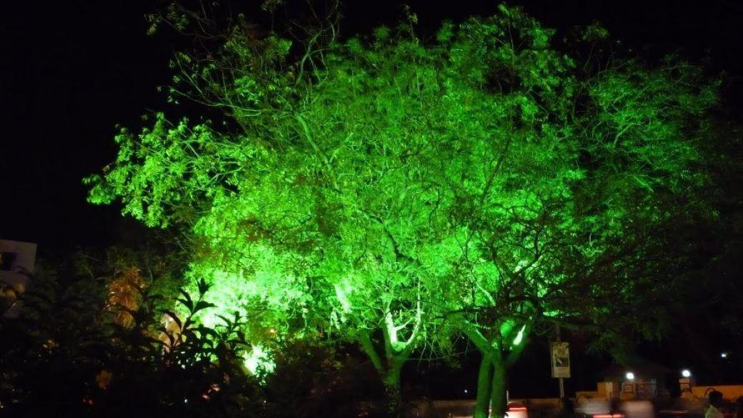 Улици със светещи... дървета
