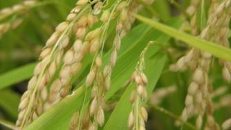 Дават 7,20 лв. на декар за производителите на ориз