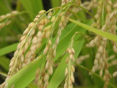 Дават 7,20 лв. на декар за производителите на ориз