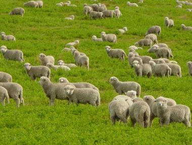 Обезщетяват стопаните заради син език