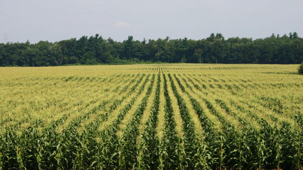 Свръхпроизводство заплашва пазара на царевица