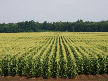 Свръхпроизводство заплашва пазара на царевица