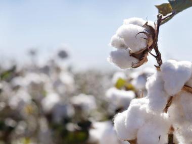 Тръгва подпомагането за производители на памук