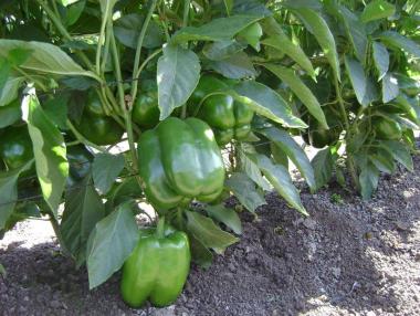 Чакат 20% по-слаба реколта от пипер