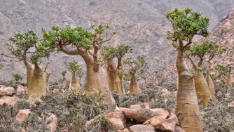 Блаженият остров Сокотра