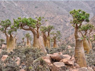 Блаженият остров Сокотра