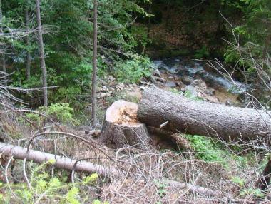 Разрешителните за сеч - вече в интернет