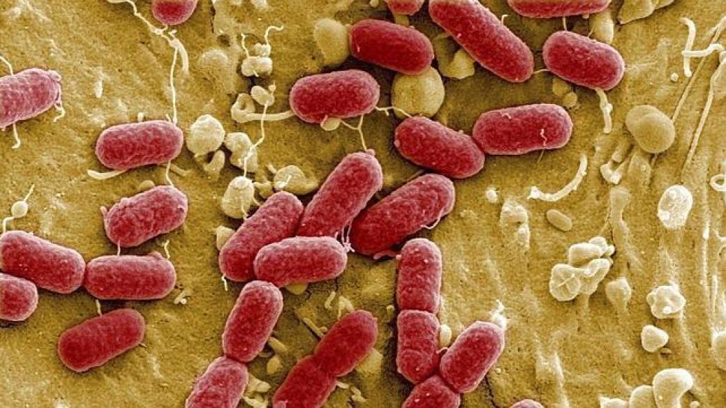 Учени създадоха гориво от бактерия