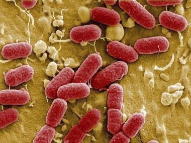 Учени създадоха гориво от бактерия