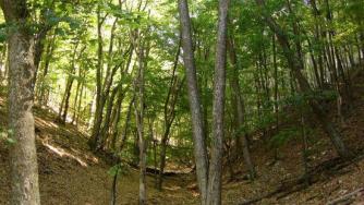 ЕК поиска отмяна на заменки с горски имоти