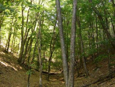 ЕК поиска отмяна на заменки с горски имоти