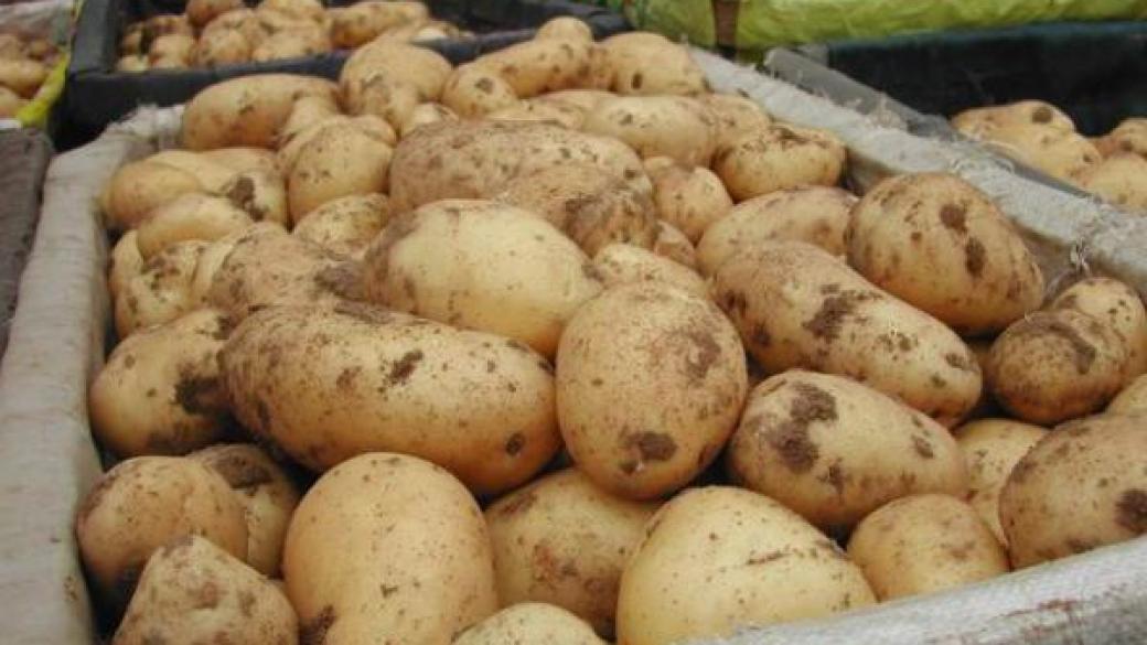 Дъждовете съсипали и реколтата от картофи