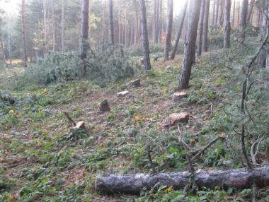 100 млн. лева приходи от незаконна сеч годишно