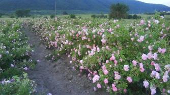 Розовото масло - защитено наименование в ЕС