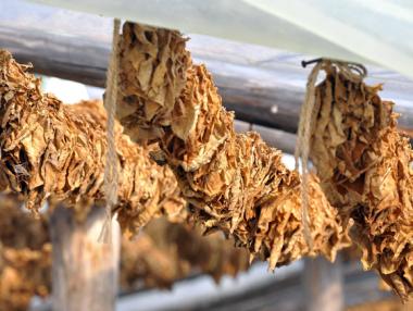 „Булгартабак“ започва кампания за изкупуване на тютюн