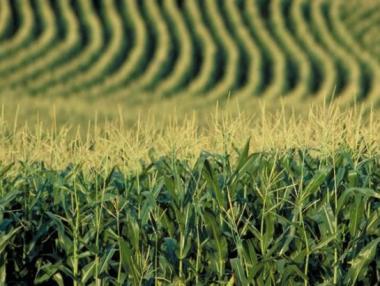 Валежите спомогнаха за добра реколта от царевица