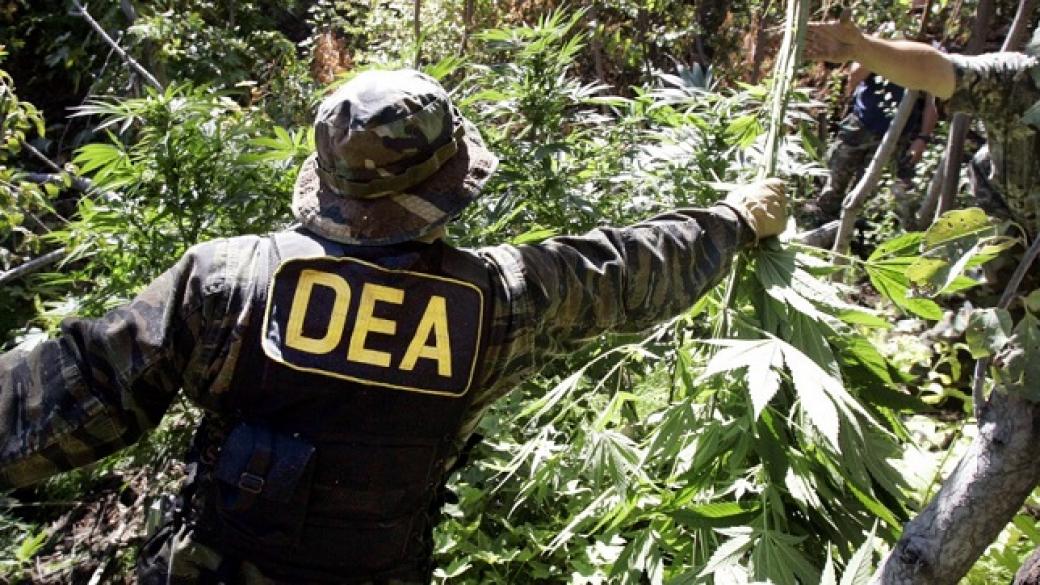 DEA се „интересува” от инвестициите в медицинска марихуана