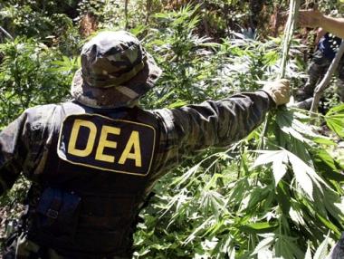 DEA се „интересува” от инвестициите в медицинска марихуана
