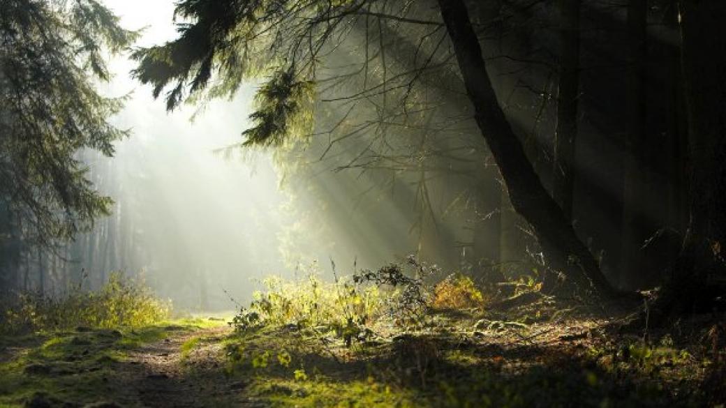 България трета по биоразнообразие на гори в Европа