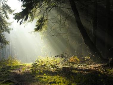 България трета по биоразнообразие на гори в Европа