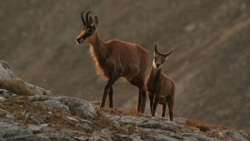 Над 1,4 млн. лв. за преброяване и опазване на дивата коза