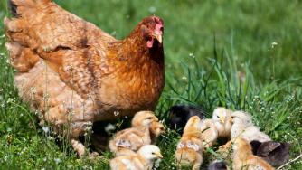 Фонд „Земеделие“ отпуска 5 млн. лева за свине и птици