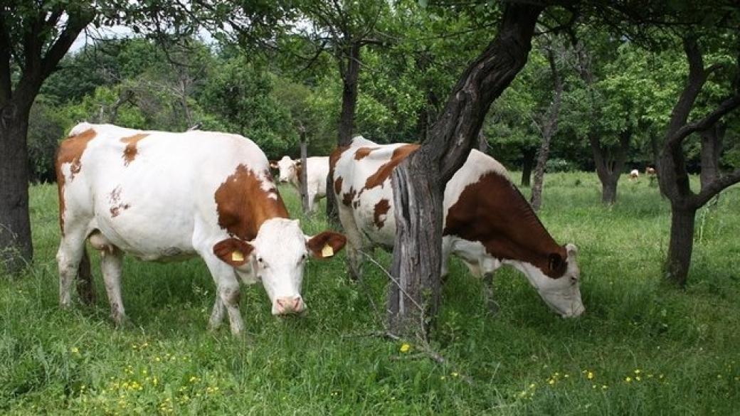 Млечното говедовъдство в България на прага на 2015 г.