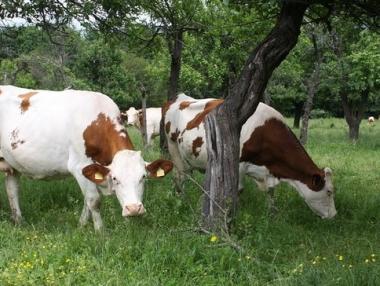 Млечното говедовъдство в България на прага на 2015 г.