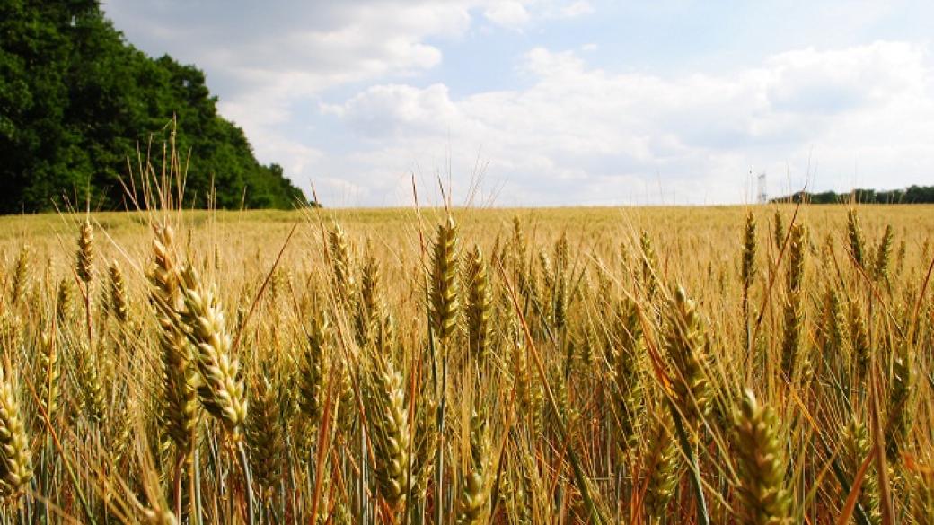 Втора схема ще подпомага агропроизводителите заради руското ембарго