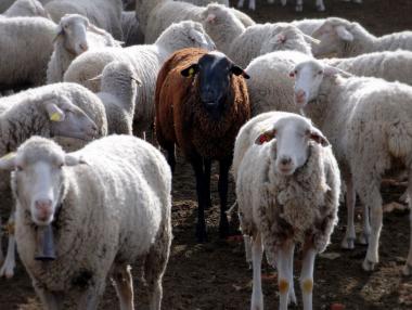 Екарисажите заплашват да затворят от 1 ноември