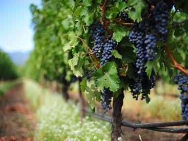 Тръгва програмата за лозарство за 2015 г.