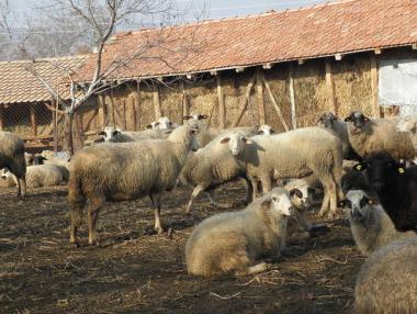 Започва обезщетяването на стопани след болестта син език