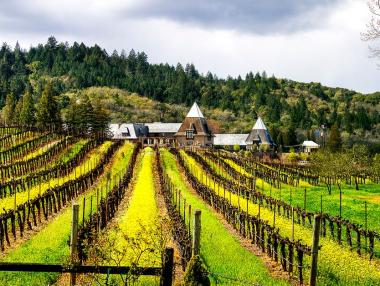 11 знаменитости, които произвеждат вино