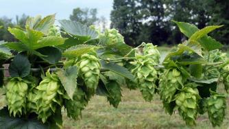 Малц и хмел за €7.8 млн. са произведени в България