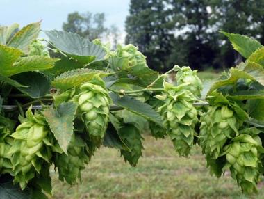 Малц и хмел за €7.8 млн. са произведени в България