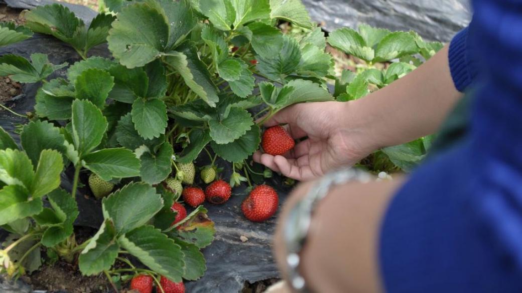 Търсят се берачи на ягоди за Испания