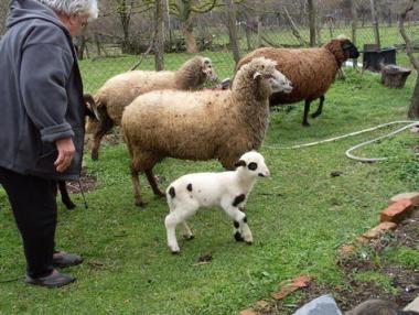 Изплащат парите на животновъдите за 2014 г.