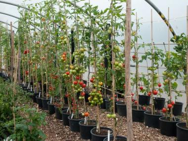 Допълнителни помощи за производители на плодове и зеленчуци