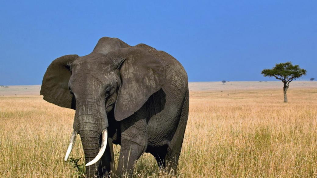 Търсенето на слонова кост в Китай излиза извън контрол
