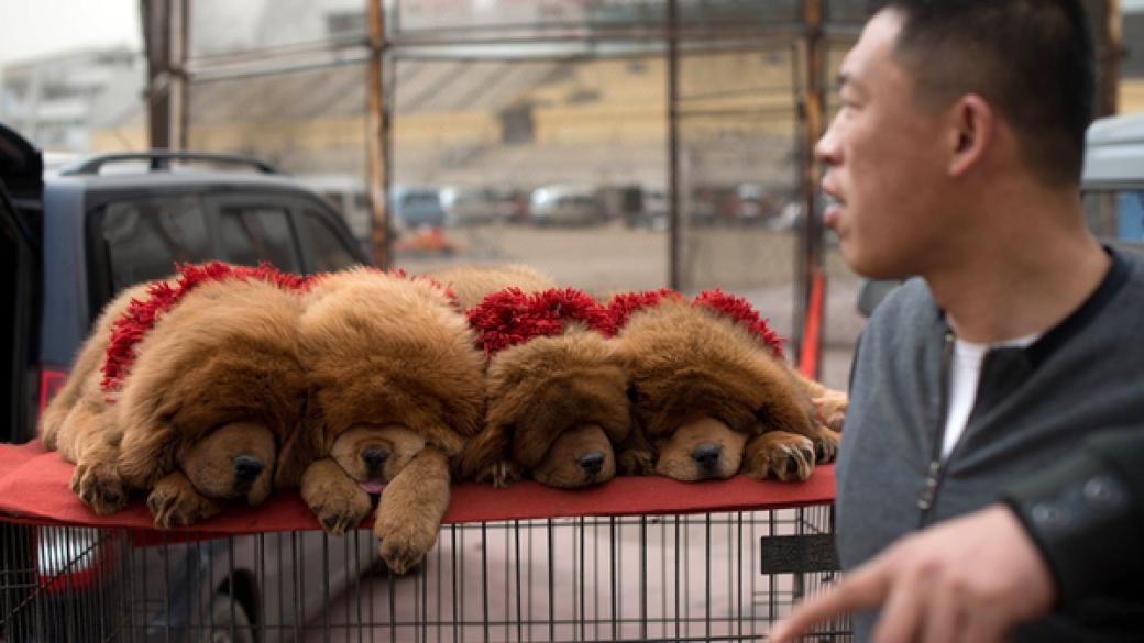 Червеният тибетски мастиф е най-скъпото куче в света