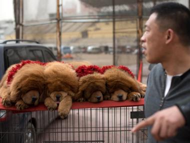 Червеният тибетски мастиф е най-скъпото куче в света