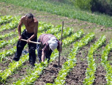 Някои причини за провала на публичните политики в селското стопанство