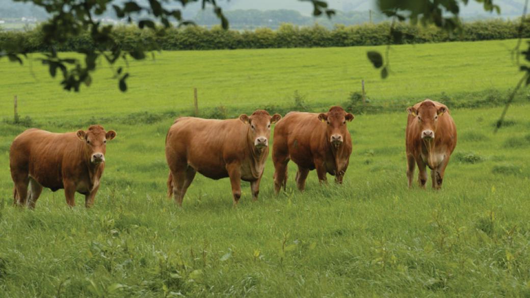 САЩ разреши ирландското говеждо 15 г. след „луда крава“