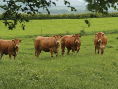 САЩ разреши ирландското говеждо 15 г. след „луда крава“