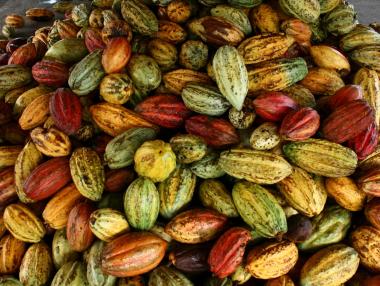 Какаото се завръща у дома